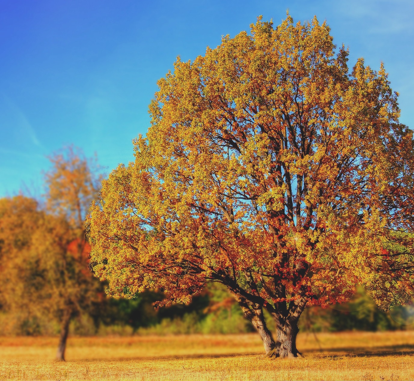 Herbstbild